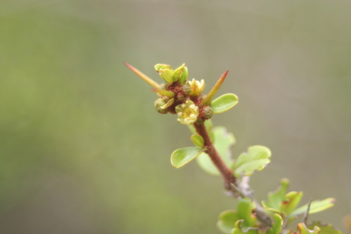 Colubrina verrucosa