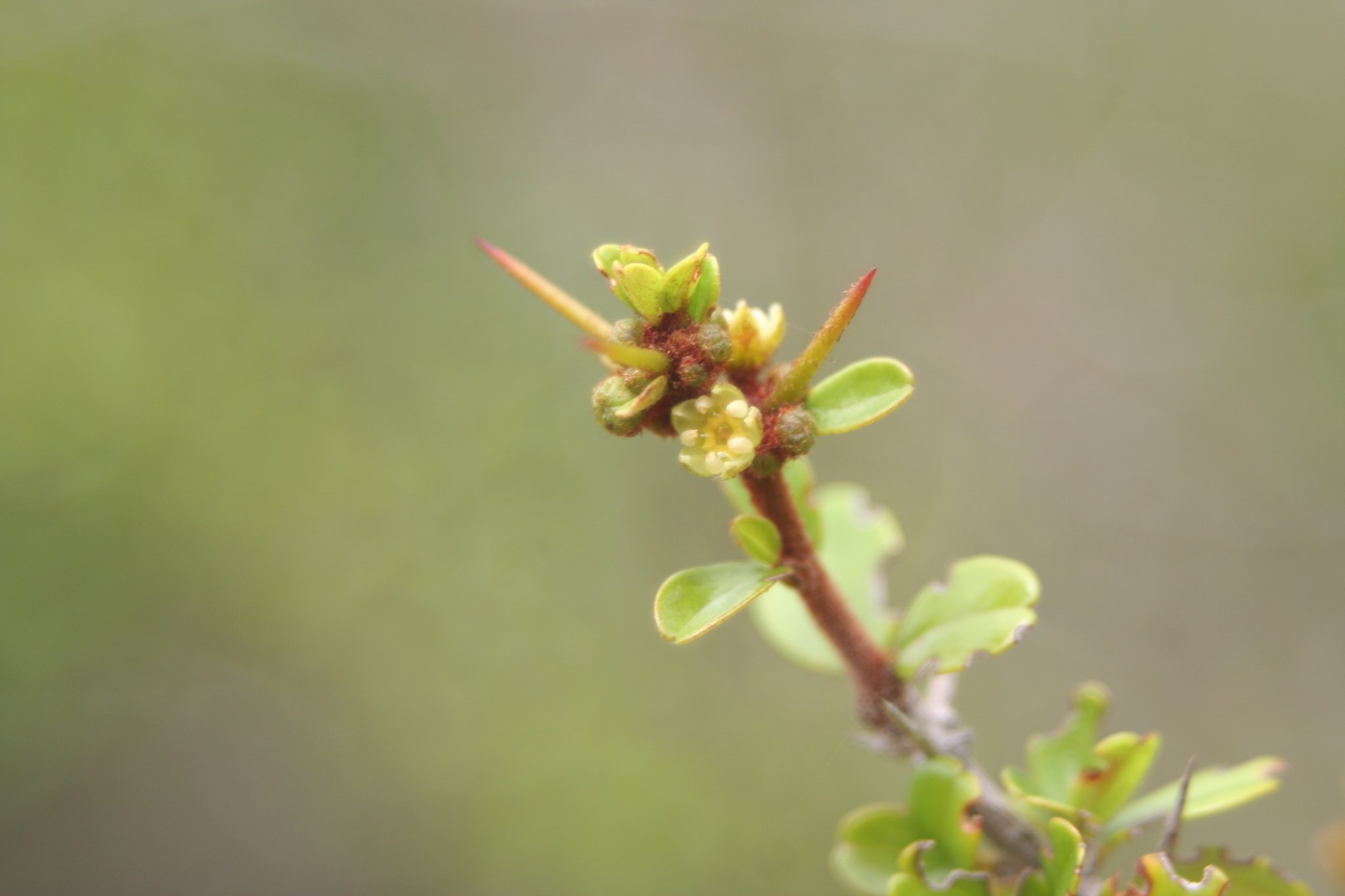 Colubrina verrucosa