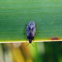 Chilacis typhae