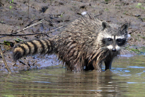 Common Raccoon photographed in Oregon