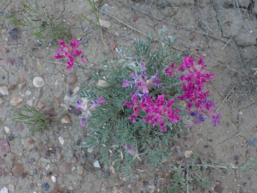 Image of Bessey's Locoweed (Oxytropis besseyi) by no rights reserved