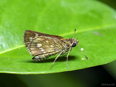 Taractrocera ardonia