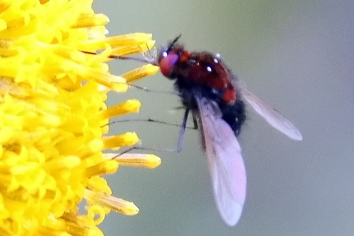 Bombylius pulcher observed 2022-11-07