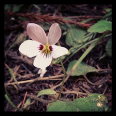 Viola ocellata