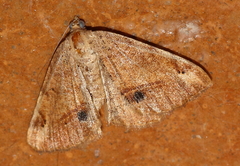 Chiasmia brongusaria