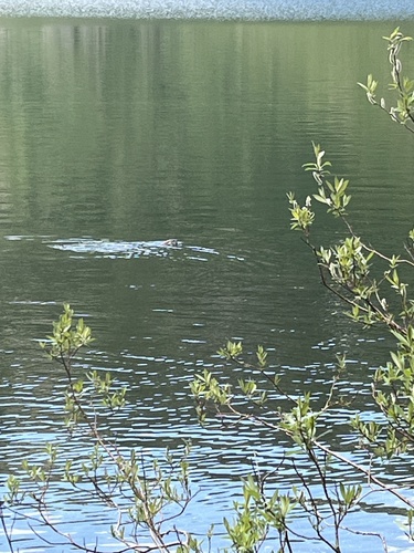 North American River Otter photographed in Montana