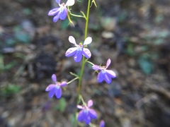 Lobelia goldmanii
