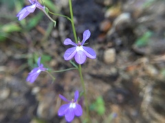 Lobelia goldmanii