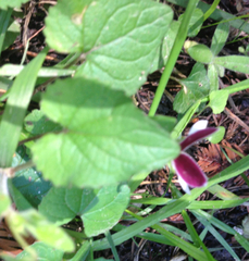 Viola ocellata