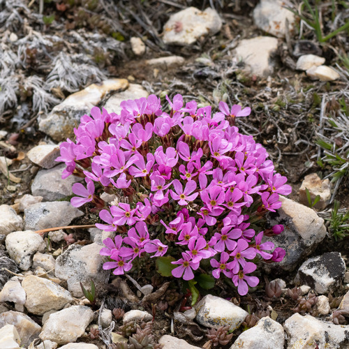 Androsace montana, photograph 4