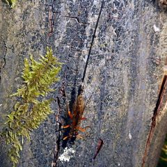 Ephialtes manifestator