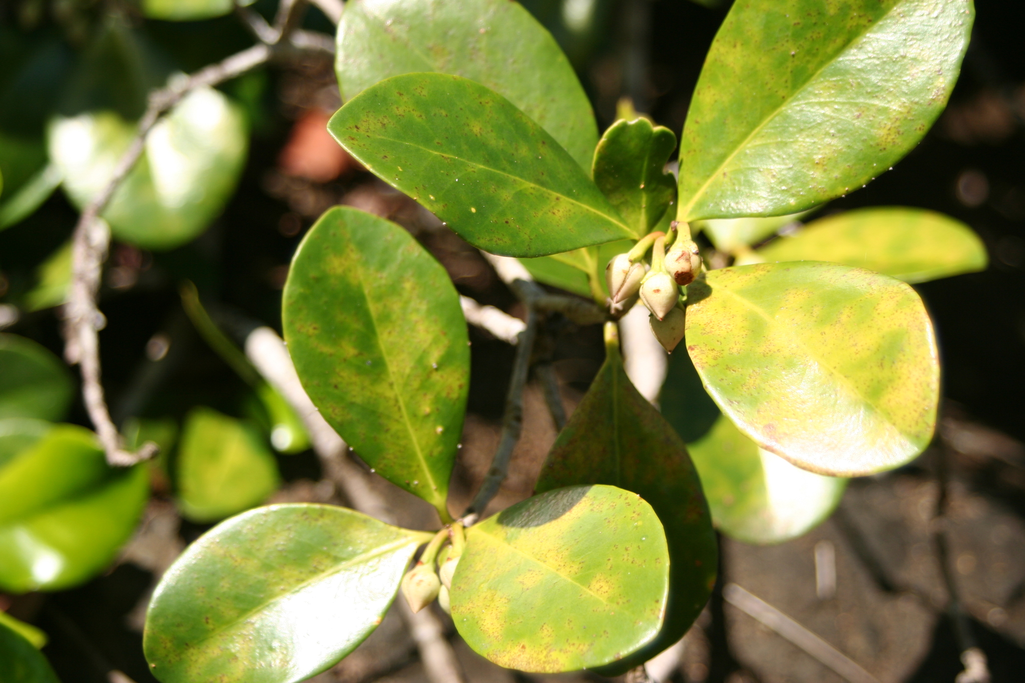 Ternstroemia subsessilis