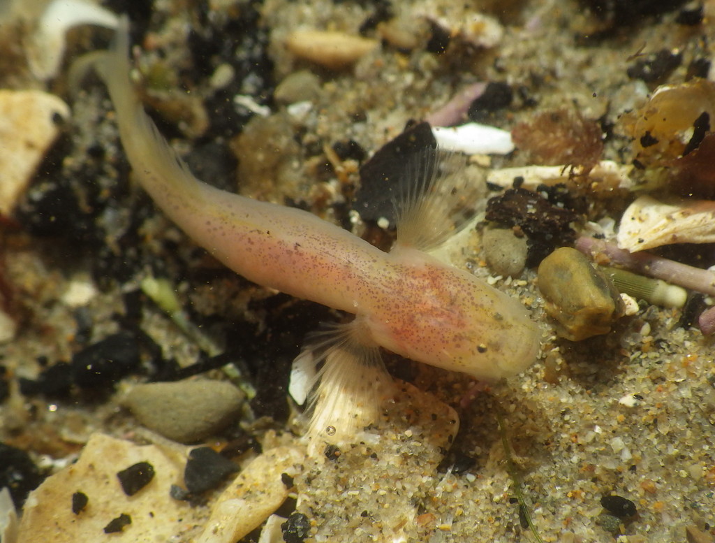 Blind goby (Typhlogobius californiensis) — Gobiidae