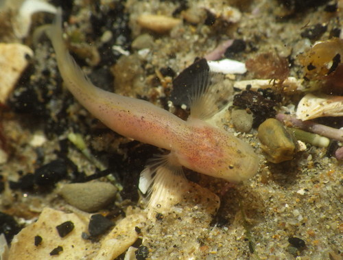 Blinde grondel (Typhlogobius californiensis) — Gobiidae