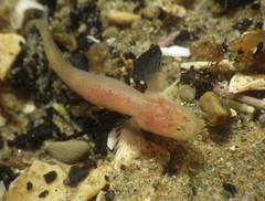 Typhlogobius californiensis