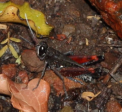 Eyprepocnemidinae