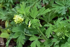 Corydalis nobilis