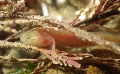 Typhlogobius californiensis