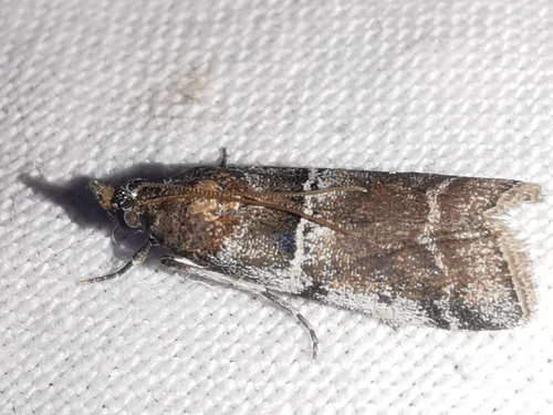 Alophia combustella