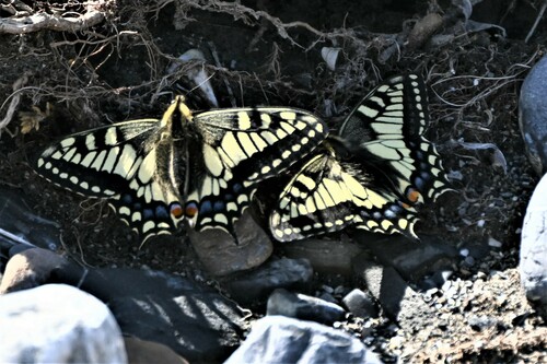 Old World swallowtail