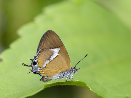 Horaga onyx (Moore, 1857)