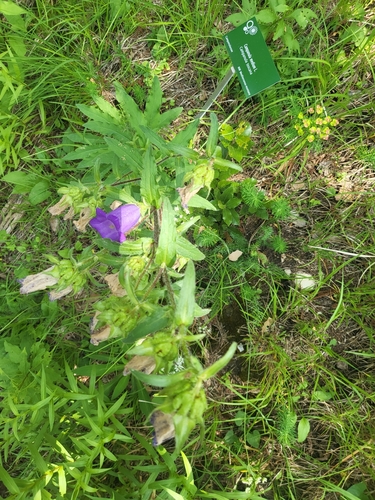 Image of Campanula medium by (c) Peter Brastow, some rights reserved (CC BY)