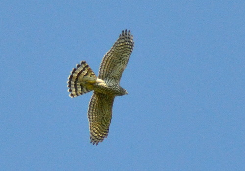 Eurasian Goshawk