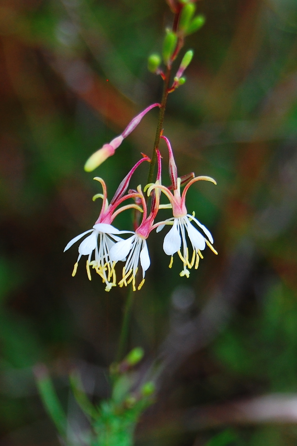 Oenothera filipes
