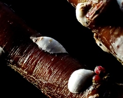 Chionaspis salicis