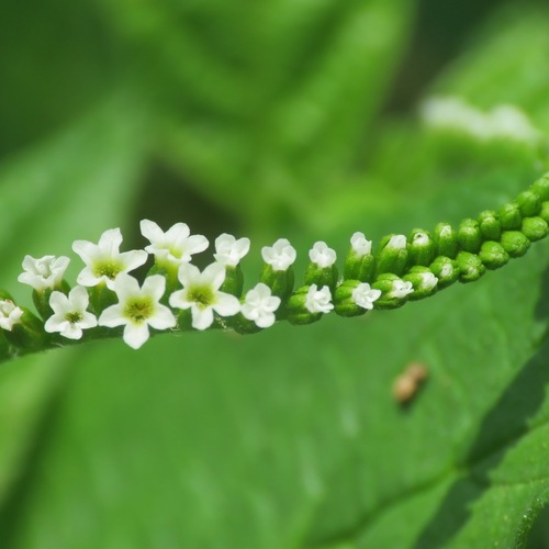 Scorpion's-tail (Heliotropium angiospermum)