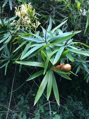 Dracaena usambarensis