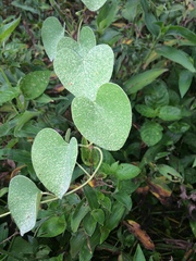 Cissampelos mucronata