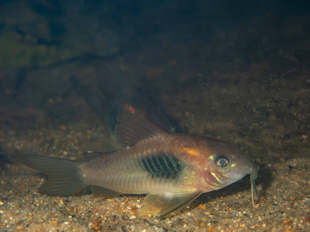 Bronze catfish (Corydoras aeneus) — Callichthyidae