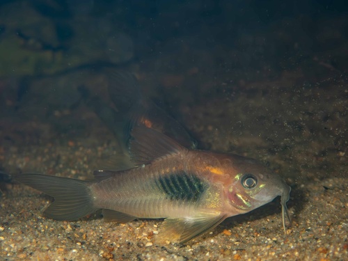 Bronze catfish (Corydoras aeneus) — Callichthyidae