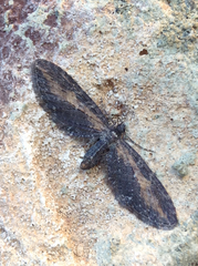 Eupithecia gilvipennata