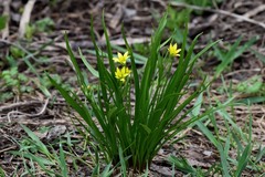 Gagea granulosa