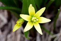 Gagea granulosa
