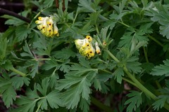 Corydalis nobilis