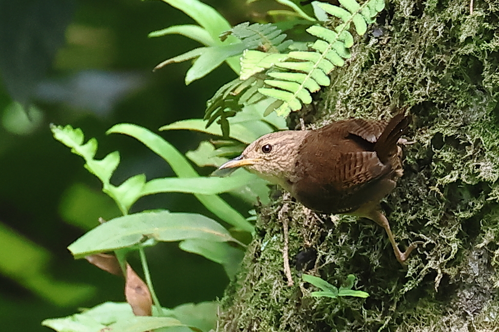 house-wren-from-jrr6-523-los-planes-de-renderos-el-salvador-on-june