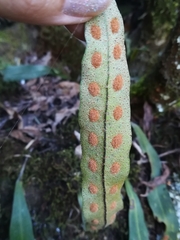 Pleopeltis polylepis