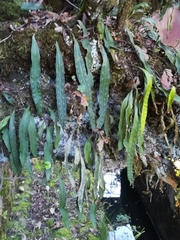 Pleopeltis polylepis