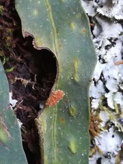 Pleopeltis polylepis