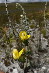 Aspalathus oblongifolia
