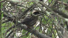 Atlapetes pallidinucha