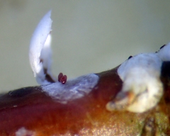 Chionaspis salicis