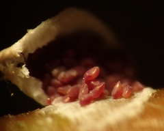 Chionaspis salicis