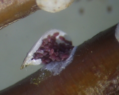 Chionaspis salicis