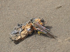 Schistocerca melanocera
