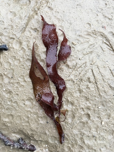 Sarcothalia radula, 2023-06-24