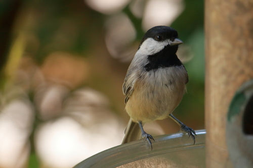 Carolina Chickadee photographed in Florida
